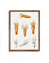 mocha wood framed squid varieties print wall art